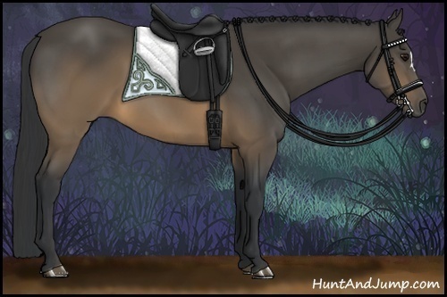 Horse Color:Buckskin 