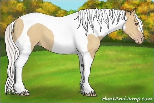 Horse Color:Silver Classic Champagne Dun Tobiano 