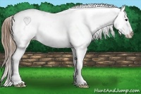 Horse Color:Buckskin Tobiano Blanket