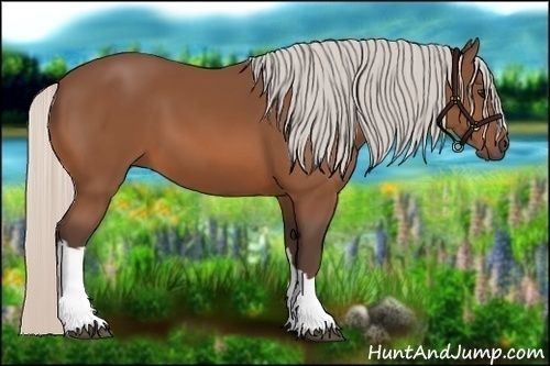 Horse Color:Silver Bay 