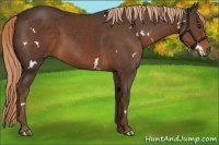 Horse Color:White Spotted Liver Chestnut 