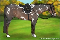 Horse Color:White Spotted Liver Chestnut