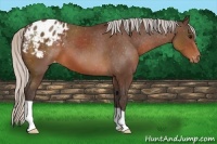 Horse Color:Silver Brown Appaloosa 