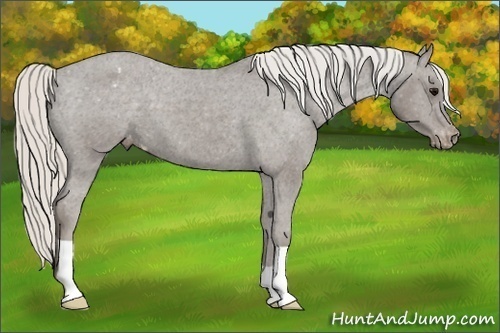 Horse Color:Silver Smoky Black Appaloosa 