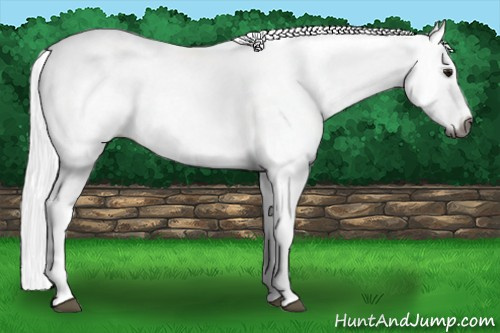 Horse Color:Gray White Spotted Bay Roan Dun 