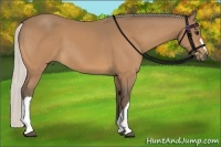 Horse Color:Silver Buckskin 