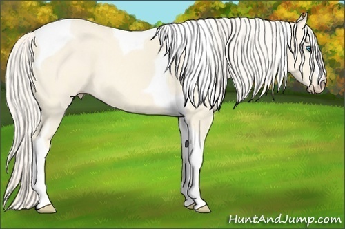 Horse Color:Cremello Dun Tobiano 