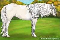 Horse Color:Cremello Dun Tobiano