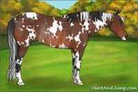 Horse Color:White Spotted Bay Rabicano 