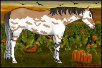 Horse Color:Bay Dun Splash