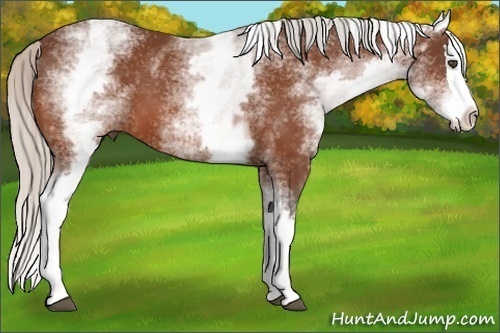 Horse Color:White Spotted Silver Bay Splash 