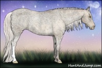 Horse Color:Silver Amber Champagne Ice Appaloosa Rabicano