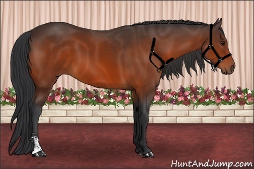Horse Color:Bay Sabino