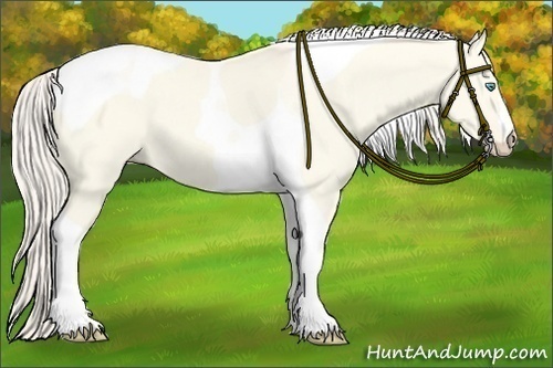 Horse Color:Cremello Dun Tobiano