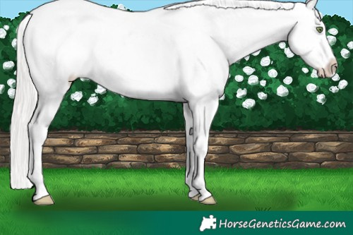 Horse Color:Silver Amber Champagne Sabino Near Leopard