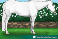Horse Color:Silver Amber Champagne Sabino Near Leopard 