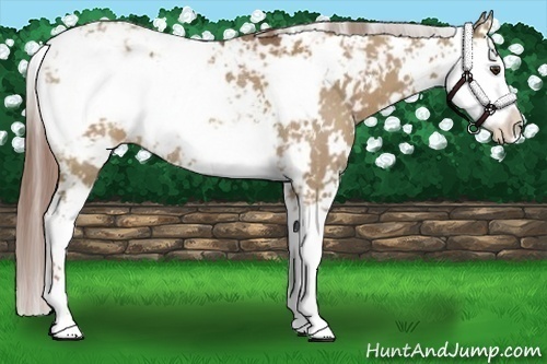 Horse Color:Red Dun Sabino Rabicano 