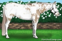 Horse Color:Red Dun Sabino Rabicano