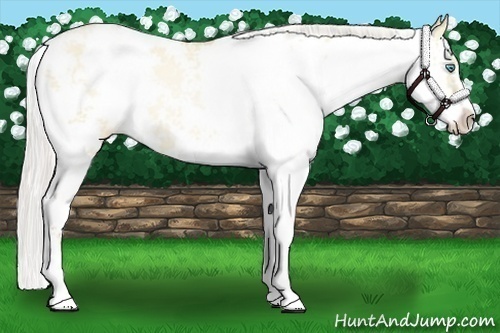 Horse Color:Silver Buckskin Pearl Dun Sabino 