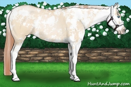 Horse Color:Buckskin Pearl Dun Sabino Rabicano 