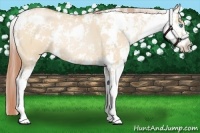 Horse Color:Buckskin Pearl Dun Sabino Rabicano