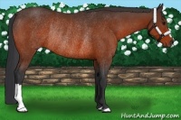 Horse Color:Bay Rabicano