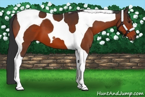 Horse Color:Bay Tobiano