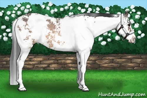 Horse Color:Buckskin Sabino Rabicano