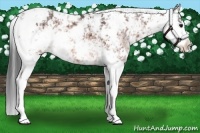 Horse Color:Bay Sabino Rabicano