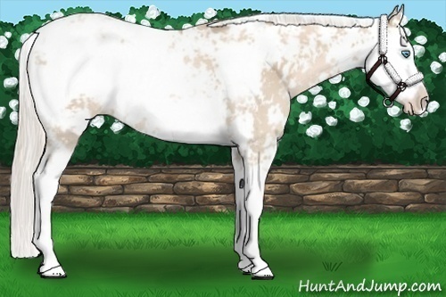 Horse Color:Palomino Pearl Sabino Rabicano