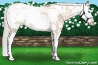 Horse Color:Palomino Pearl Sabino Rabicano