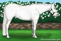 Horse Color:Palomino Pearl Dun Sabino Rabicano