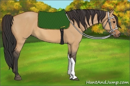 Horse Color:Bay Roan Dun 