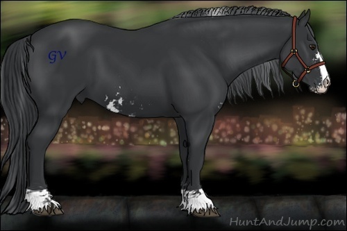 Horse Color:Black Chinchilla Sabino 