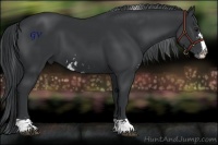 Horse Color:Black Chinchilla Sabino 