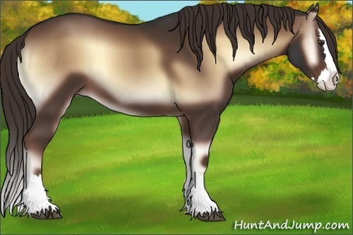 Horse Color:Liver Red Onyx Sabino Splash 