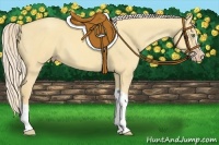 Horse Color:Gold Cream Champagne Dun