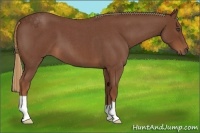 Horse Color:Red Roan 