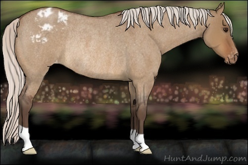 Horse Color:Silver Bay Roan Dun Frame Appaloosa Rabicano 