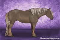 Horse Color:Chocolate Palomino 