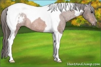 Horse Color:Bay Tobiano Varnish Rabicano