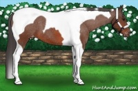 Horse Color:Bay Tobiano Appaloosa