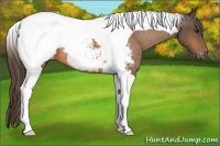 Horse Color:Buckskin Tobiano Snowcap