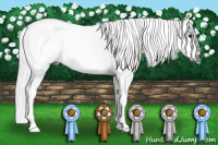 Horse Color:Gray Brown Tobiano Appaloosa