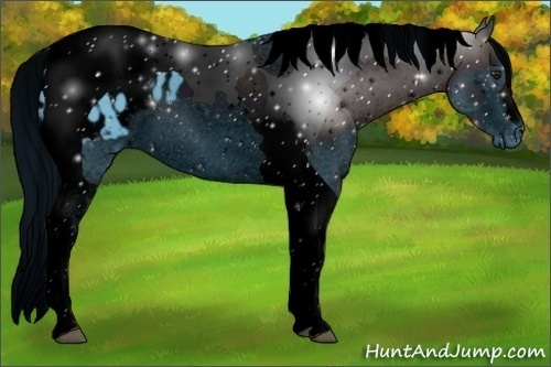 Horse Color:ERROR: UNKNOWN ANOMALY