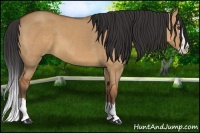 Horse Color:Bay Dun Splash 