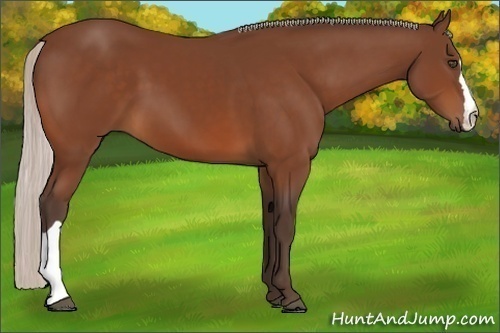Horse Color:Silver Bay 