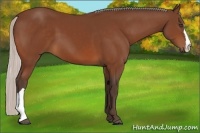 Horse Color:Silver Bay 