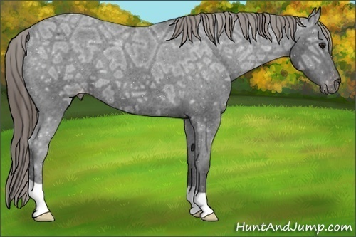 Horse Color:Smoky Black Ice Appaloosa 