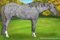 Horse Color:Smoky Black Ice Appaloosa 